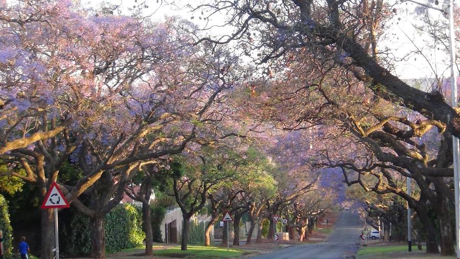 ジャカランタの並木道