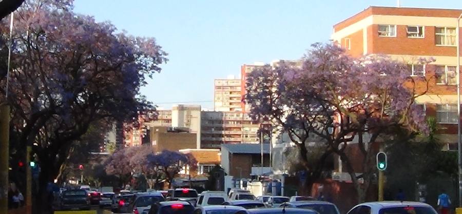 ジャカランタの花