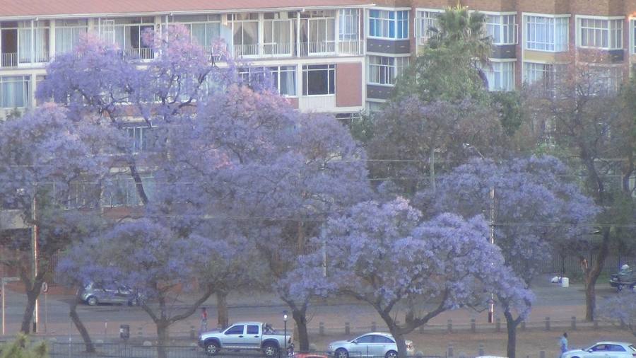 ジャカランタの景色