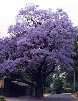 ジャカランタの街路樹